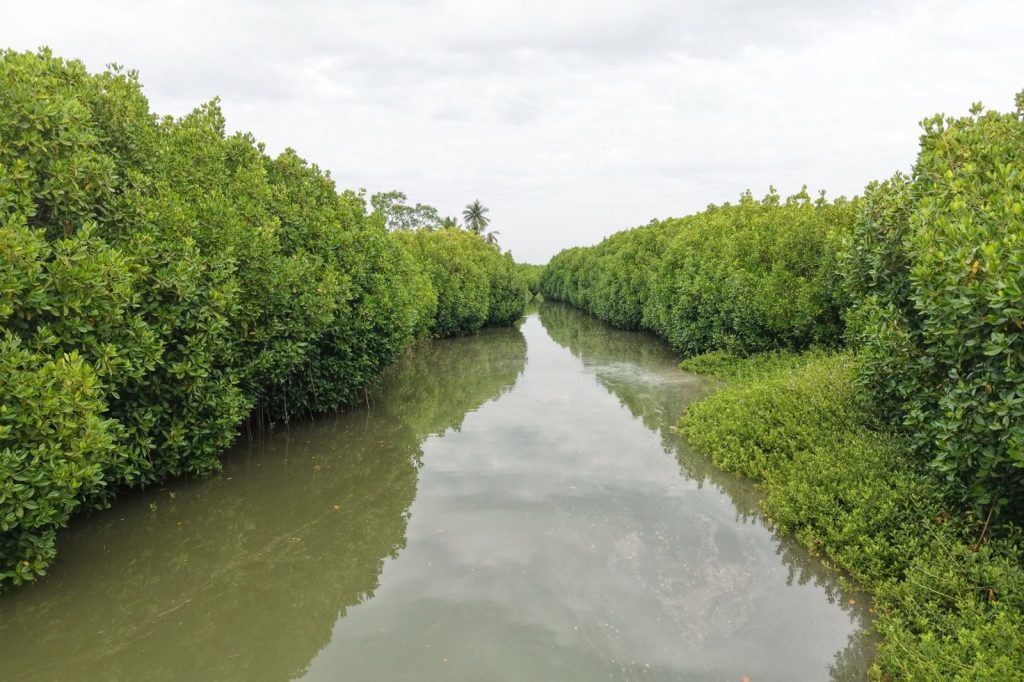 Mangroves, Sand Dunes and the Coastal Lifeline of Cuddalore: Why Protecting the Uppanar Ecosystem Matters