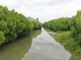 Mangroves, Sand Dunes and the Coastal Lifeline of Cuddalore: Why Protecting the Uppanar Ecosystem Matters