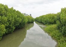 Mangroves, Sand Dunes and the Coastal Lifeline of Cuddalore: Why Protecting the Uppanar Ecosystem Matters