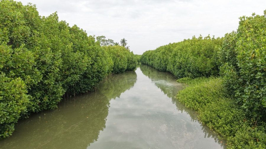 Mangroves, Sand Dunes and the Coastal Lifeline of Cuddalore: Why Protecting the Uppanar Ecosystem Matters