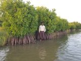 Mangrove Ecosystems: Nature’s Living Shield Against Climate Change and Coastal Disasters