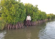 Mangrove Ecosystems: Nature’s Living Shield Against Climate Change and Coastal Disasters