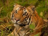 India: West Bengal releases tigress in first reintroduction programme