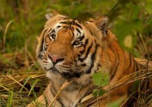 India: West Bengal releases tigress in first reintroduction programme
